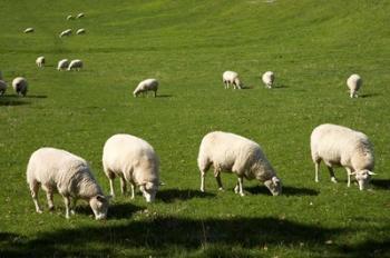 Sheep, One Tree Hill Domain, Auckland, North Island, New Zealand | Obraz na stenu