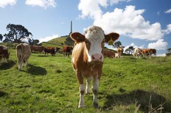 Cows And Obelisk, One Tree Hill Domain, Auckland, North Island, New Zealand | Obraz na stenu