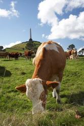 Cows, Farm animal, Auckland, North Island, New Zealand | Obraz na stenu