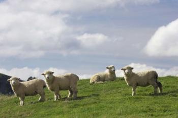 Sheep And Farmland, Rangitikei District, Central North Island, New Zealand | Obraz na stenu
