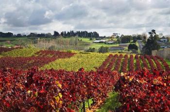 Vineyard, Te Kauwhata, Waikato, North Island, New Zealand | Obraz na stenu