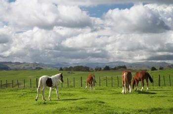 Horses, Farmland, Te Kauwhata, North Island, New Zealand | Obraz na stenu