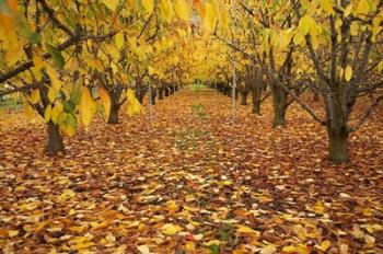 Orchard, Roxburgh, Central Otago, South Island, New Zealand | Obraz na stenu