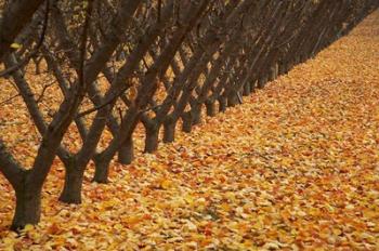 Orchard, Cromwell, Central Otago, South Island, New Zealand | Obraz na stenu