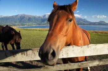 Horse, Kaikoura, Marlborough, South Island, New Zealand | Obraz na stenu