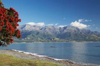 Pohutukawa Tree, Marlborough, South Island, New Zealand | Obraz na stenu