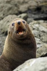 Fur Seal, Kaikoura Coast, South Island, New Zealand | Obraz na stenu