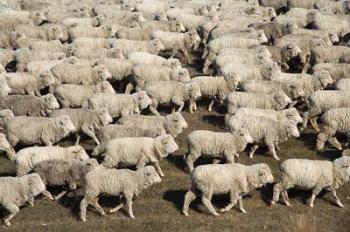 Mustering Sheep, Farm Animals, South Island, New Zealand | Obraz na stenu
