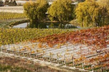 Domain Road Vineyard, Bannockburn, Central Otago, South Island, New Zealand | Obraz na stenu