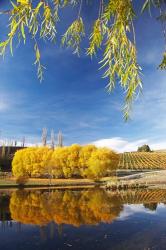 Vineyard, Bannockburn Inlet, South Island, New Zealand | Obraz na stenu