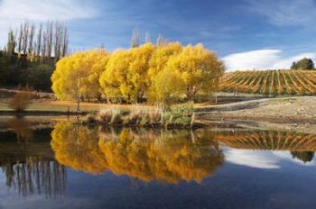 Autumn Vineyard, Bannockburn Inlet, Lake Dunstan, Central Otago, South Island, New Zealand | Obraz na stenu