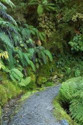 Ferns and Path, Lake Matheson, South Island, New Zealand | Obraz na stenu