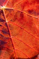 Autumn leaf, Domain Road Vineyard, South Island, New Zealand | Obraz na stenu