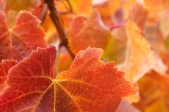 Vine leaves, Domain Road Vineyard, South Island, New Zealand | Obraz na stenu