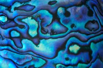 Pattern of Paua Shell, New Zealand | Obraz na stenu