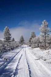 Winter Pine Trees, Cambrians, South Island, New Zealand | Obraz na stenu