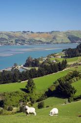 Sheep, Farm animals, Sawyers Bay, So Island, New Zealand | Obraz na stenu