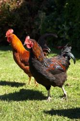 Chickens, Farm animal, Port Chalmers, New Zealand | Obraz na stenu