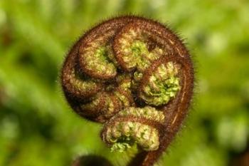 Ponga Tree Fern Frond, South Island, New Zealand | Obraz na stenu