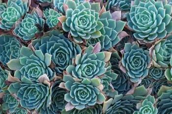 Echeveria Elegans Succulents, New Zealand | Obraz na stenu