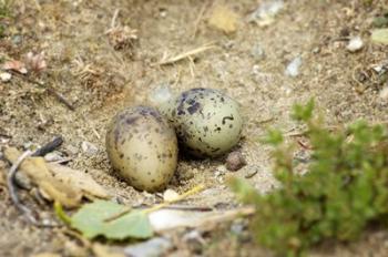 Black-Fronted Tern eggs, South Island, New Zealand | Obraz na stenu