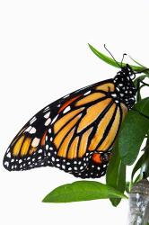 Monarch Butterfly | Obraz na stenu