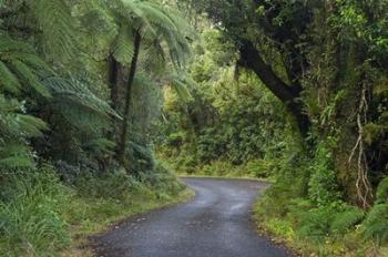 Path to Dawson Falls, Egmont, North Island, New Zealand | Obraz na stenu