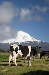 Dairy Cows, Farm animals, Taranaki, New Zealand | Obraz na stenu