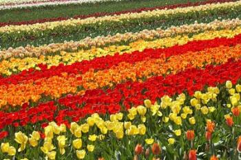 Tulip Fields, West Otago, South Island, New Zealand | Obraz na stenu