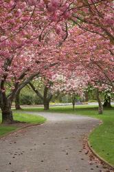 Path in Spring Blossom, Ashburton Domain, New Zealand | Obraz na stenu