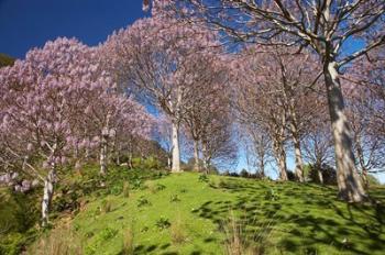 Paulownia Plantation, Spring Season, New Zealand | Obraz na stenu