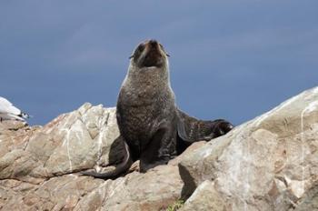 Fur Seal, Kaikoura Coast, South Island, New Zealand | Obraz na stenu
