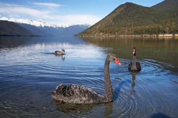 New Zealand, South Island, Nelson Lakes, Black Swan birds | Obraz na stenu