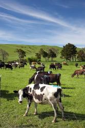 New Zealand, North Island, Dairy Cows, Farm animal | Obraz na stenu