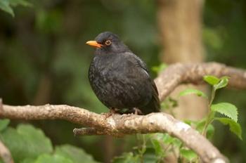 Blackbird, Karori Wildlife, North Island, New Zealand | Obraz na stenu