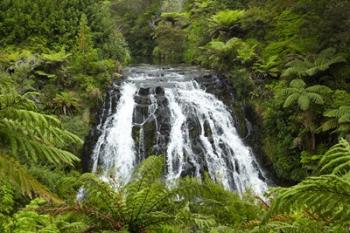 Owharoa Falls, Karangahake Gorge, Waikato, North Island, New Zealand | Obraz na stenu
