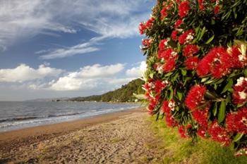 Beach, Pohutukawa, Thornton Bay, No Island, New Zealand | Obraz na stenu