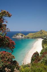 Pohutukawa Tree, Beach, North Island, New Zealand | Obraz na stenu