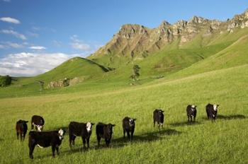 Cows and farmland below Te Mata Peak, Hawkes Bay, North Island, New Zealand | Obraz na stenu