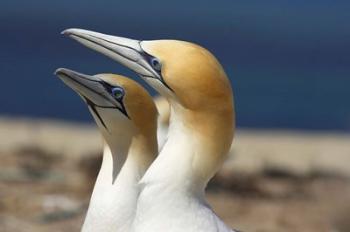 Australasian Gannet tropical bird, Hawkes Bay New Zealand | Obraz na stenu