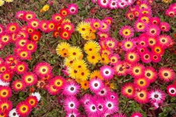 Colourful Flowers, Marine Parade, Napier, Hawkes Bay, North Island, New Zealand | Obraz na stenu