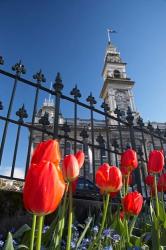 Red Tulips & Municipal Chambers Clock Tower, Octagon, South Island, New Zealand | Obraz na stenu