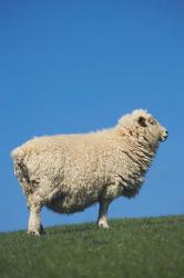 Sheep, Farm animal, Scroggs Hill, So Island, New Zealand | Obraz na stenu