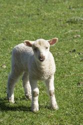 Lamb, Farm animal, Otago, South Island, New Zealand | Obraz na stenu