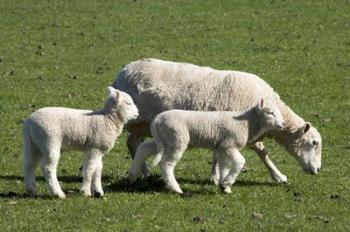 Sheep and Lambs, near Dunedin, Otago, South Island, New Zealand | Obraz na stenu