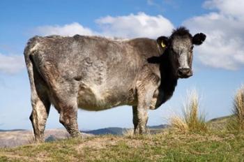 Cow, Strath Taieri, near Dunedin, Otago, South Island, New Zealand | Obraz na stenu