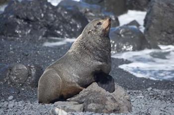 Fur Seal, Ngawi, Wairarapa, North Island, New Zealand | Obraz na stenu