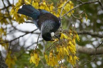 Tui bird, Kowhai Tree, North Island, New Zealand | Obraz na stenu