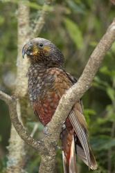 Kaka, Tropical Bird, Pukaha Mount Bruce, New Zealand | Obraz na stenu