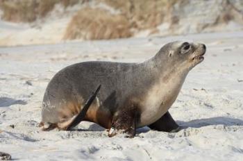 New Zealand Sea Lion Pup, Sandfly Bay, Dunedin | Obraz na stenu